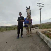 کشش نریان عرب ترک