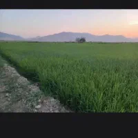 ۱۰۰ کیلو برنج پیش فروش