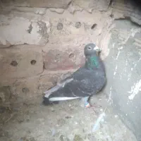 دوتا کفتر نر گرفتنی