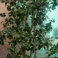 درختچه یاس هلندی ۲/۵ متری