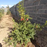 چهار-دیواری-360متر-سهیلیه-زعفرانیه-زکی-اباد