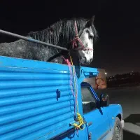 خرید فروش اسب مادیان پالانی به بالاترین قیمت