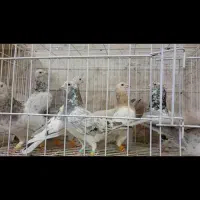 8تاکبوتر ماده سار هفرنگ