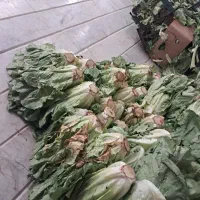 به چند نفر کارگر وارد در غرفه شهرداری نیازمنیدم‌
