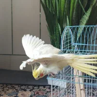 عروس هلندی لوتینو ماده|پرنده|زیباشهر, |دیوار