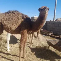 هاشی لوکی هر سه نر میباشد|حیوانات مزرعه|طبس, |دیوار