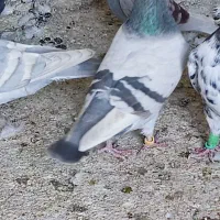 کبوتر رنگی و خارجی|پرنده|اهرم, |دیوار