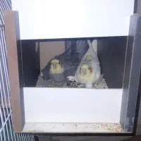 طوطی عروس هلندی با تخم و جوجه مرغ عشق انگلیسی