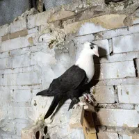 ماده کلاغ سیاه