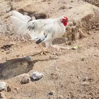 خروس گلین|حیوانات مزرعه|سرپل ذهاب, |دیوار