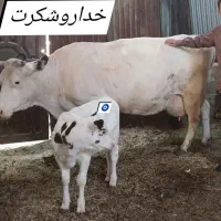 عسل طبیعی کرمانشاه|خوردنی و آشامیدنی|تهران, شهران جنوبی|دیوار