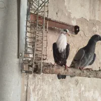 کبوتر کلاغ کربلایی