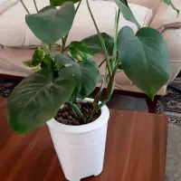 مونسترا هیدروپونیک