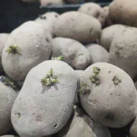 سیب زمینی بذری