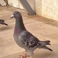کبوتر سبز آلمانی پلاکی مسافتی جفتگاه پرشی|پرنده|مشهد, کارمندان دوم|دیوار
