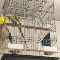 طوطی ملنگو|پرنده|اشنویه, |دیوار