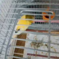 قناری نر مست مست|پرنده|بروجرد, |دیوار