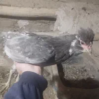 مرغ و خروس گلین|حیوانات مزرعه|کمیجان, |دیوار