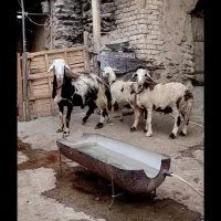قوچ