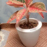 گلهای طبیعی|گل و گیاه طبیعی|یاسوج, |دیوار