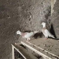 کبوتر طوقی نهبندان|پرنده|نهبندان, |دیوار