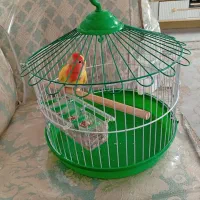 طوطی برزیلی|پرنده|قم, در بهشت|دیوار