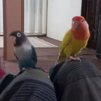 پرنده طوطی برزیلی|پرنده|اردبیل, |دیوار