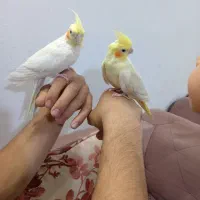 عروس هلندی دستی