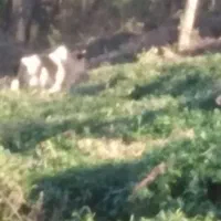 مزاحمت تعدادی گاو با گوساله