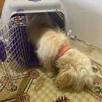 سگ شیتزو|سگ|زنجان, |دیوار