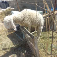 قوچ جوان یک ساله میرجاوه