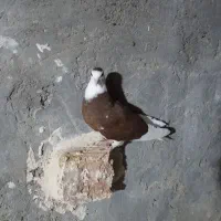 کبوتر شازده|پرنده|جزنیک, |دیوار