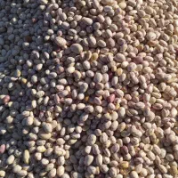لوبیا چیتی|خوردنی و آشامیدنی|اصفهان, ارداجی|دیوار