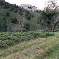 باغ-چایی-با-دسترسی-مناسب-و-قیمت-مناسب