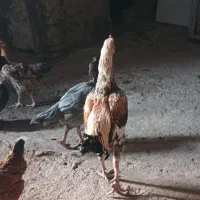 فروش مرغ و خروس لاری