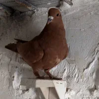 جونگ گلی دمسفید