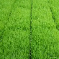 نشای هاشمی