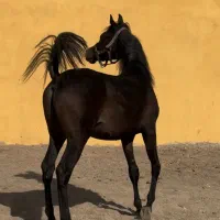 کره نریان عرب مصری ۲سر وارداتی پرخون|اسب و تجهیزات اسبسواری|تهران, بوستان چیتگر|دیوار