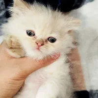 توله گربه نر بیریتیش پرشین