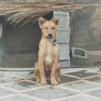 گمشده|سگ|جهرم, |دیوار