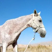 فروش مادیان همراه کره|اسب و تجهیزات اسب‌سواری|شیروان (خراسان), |دیوار