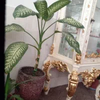 گل دیفن باخیا گلدان بزرگ