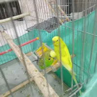مرغ عشق
