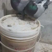 کبوتر