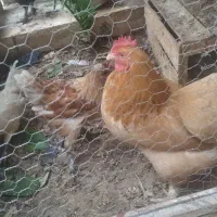 فروش مرغ برهماباجوجه خروسش