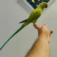 طوطی ملنگو رام سخنگو