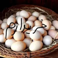 تخم مرغ کردی محلی