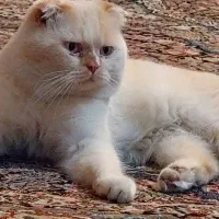 گربه ای نره اسکاتیش دبل فود