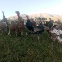 بوقلمون محلی|حیوانات مزرعه|بانه, |دیوار