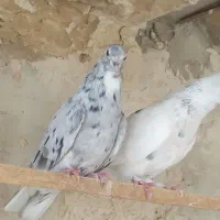 کفتر